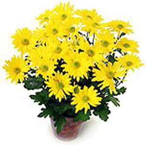 Cedar Knolls Florist | Yellow Mum