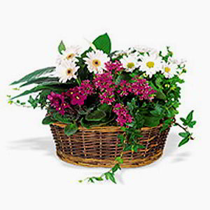 Cedar Knolls Florist | Spring Garden
