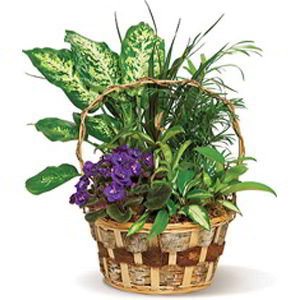 Cedar Knolls Florist | Pretty Basket
