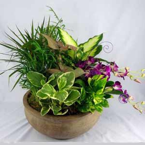 Cedar Knolls Florist | Dendrobium Garden 