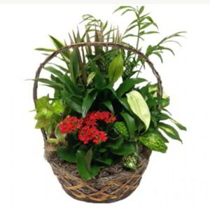 Cedar Knolls Florist | Indoor Garden