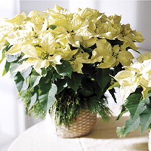 Cedar Knolls Florist | White Poinsettia