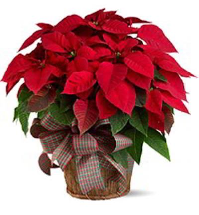 Cedar Knolls Florist | Large Red Poinsettia