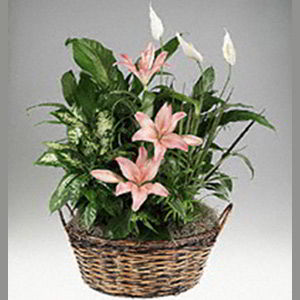Cedar Knolls Florist | Lily Garden