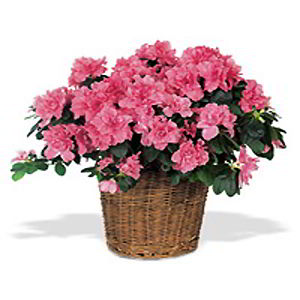 Cedar Knolls Florist | Pink Azalea