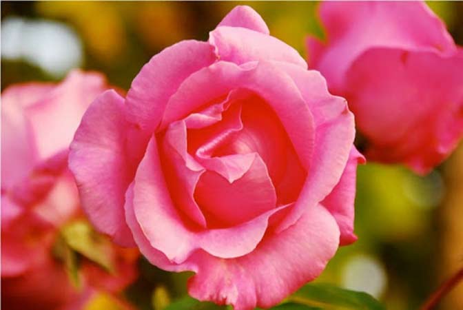Send Flowers to Garden Terrace Nursing Home 